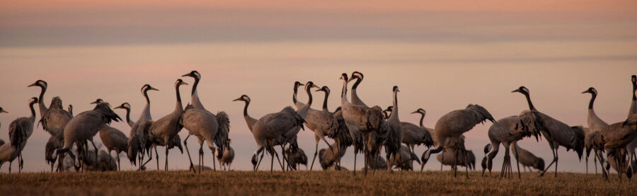 Upplev trandans vid Hornborgasjön