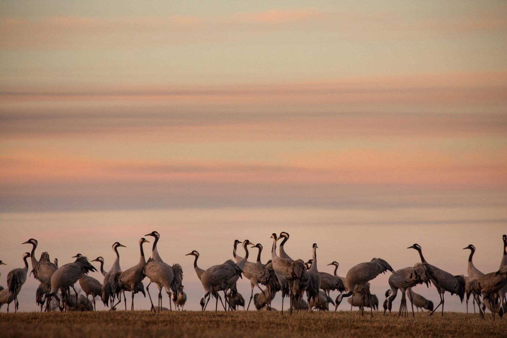 Trandans at Lake Hornborga
