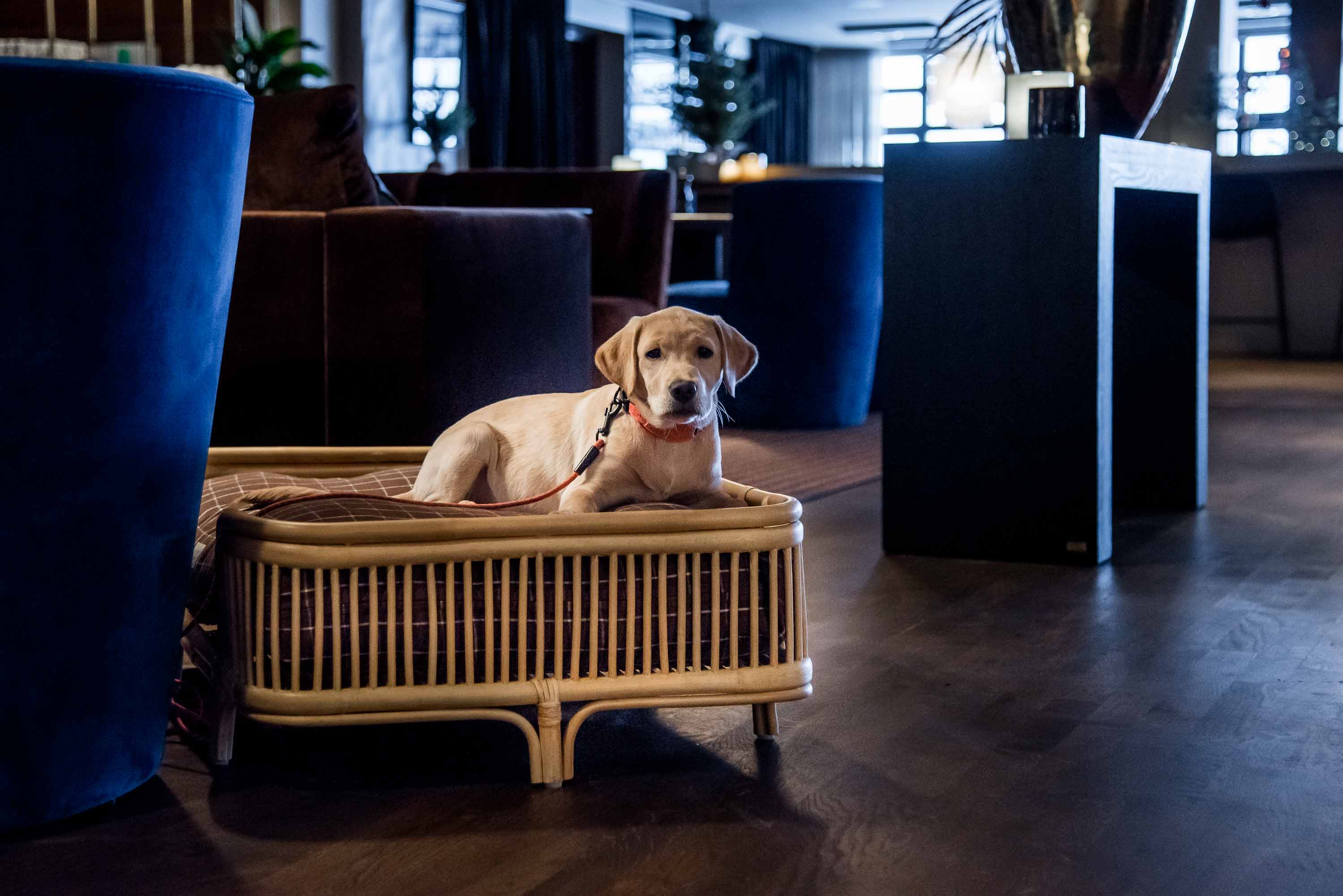 Ta med hunden till Billingehus