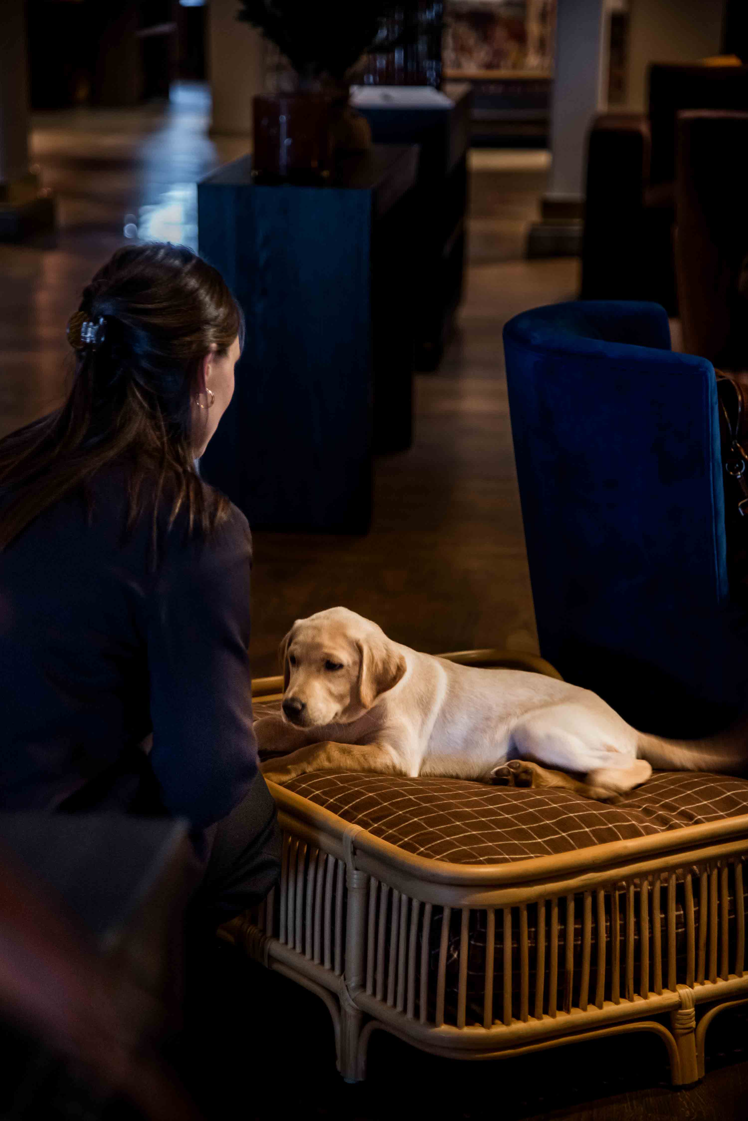 hund på hotellet
