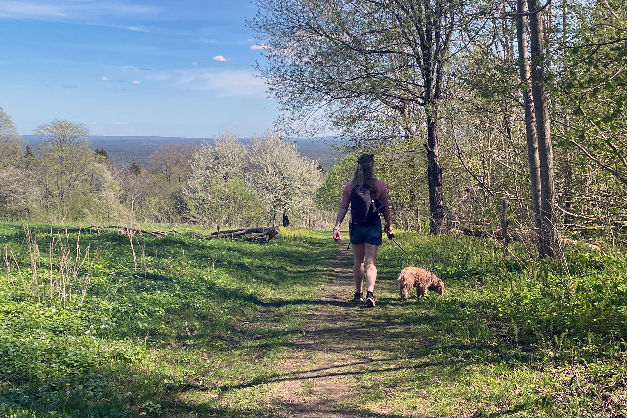 vandring med hund